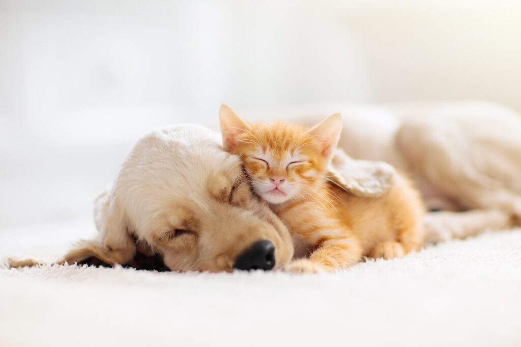 安心して眠る犬と猫の寝顔。ぐるぐる思考を手放してリラックスした状態のイメージ